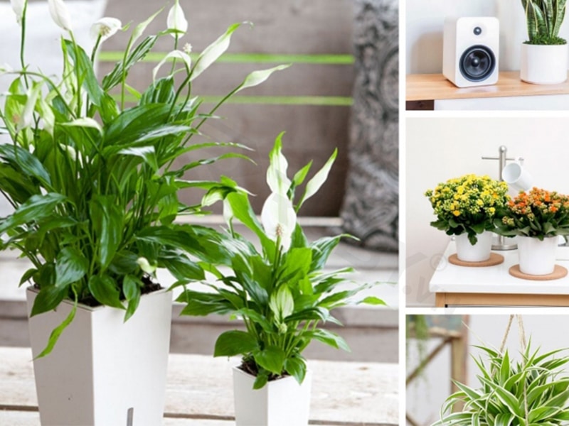trồng cây xanh lọc không khí trong nhà