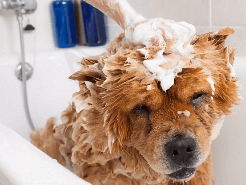 Vệ sinh tắm rửa cho thú cưng